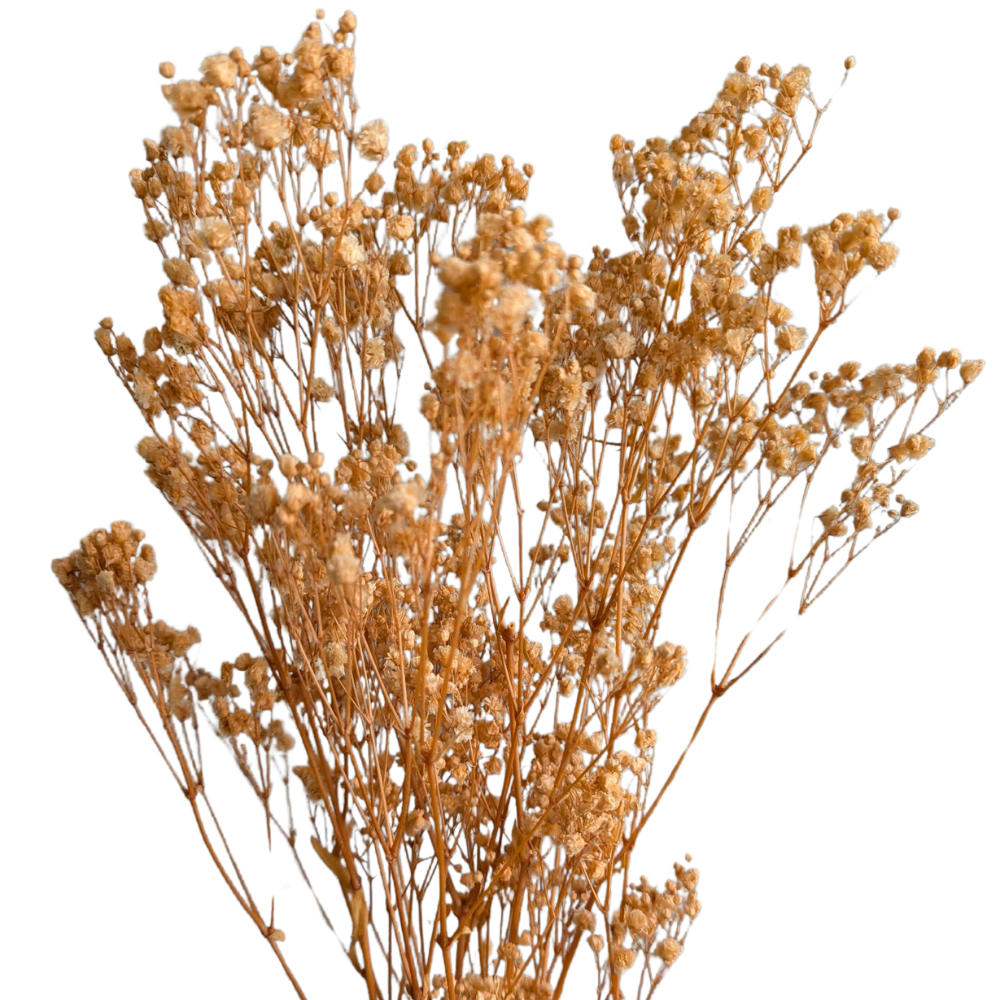 Preserved Gypsophila Xlence, 4 stems, 60cm, Peach
