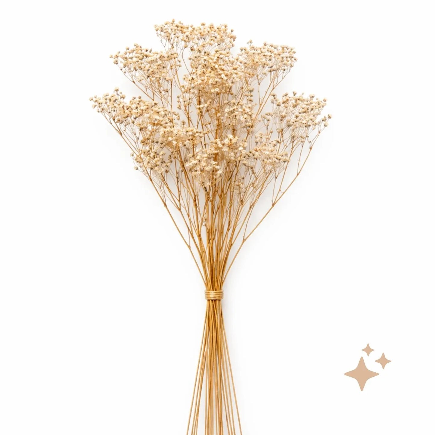 Preserved Gypsophila Xlence, 4 stems, 60cm, Peach