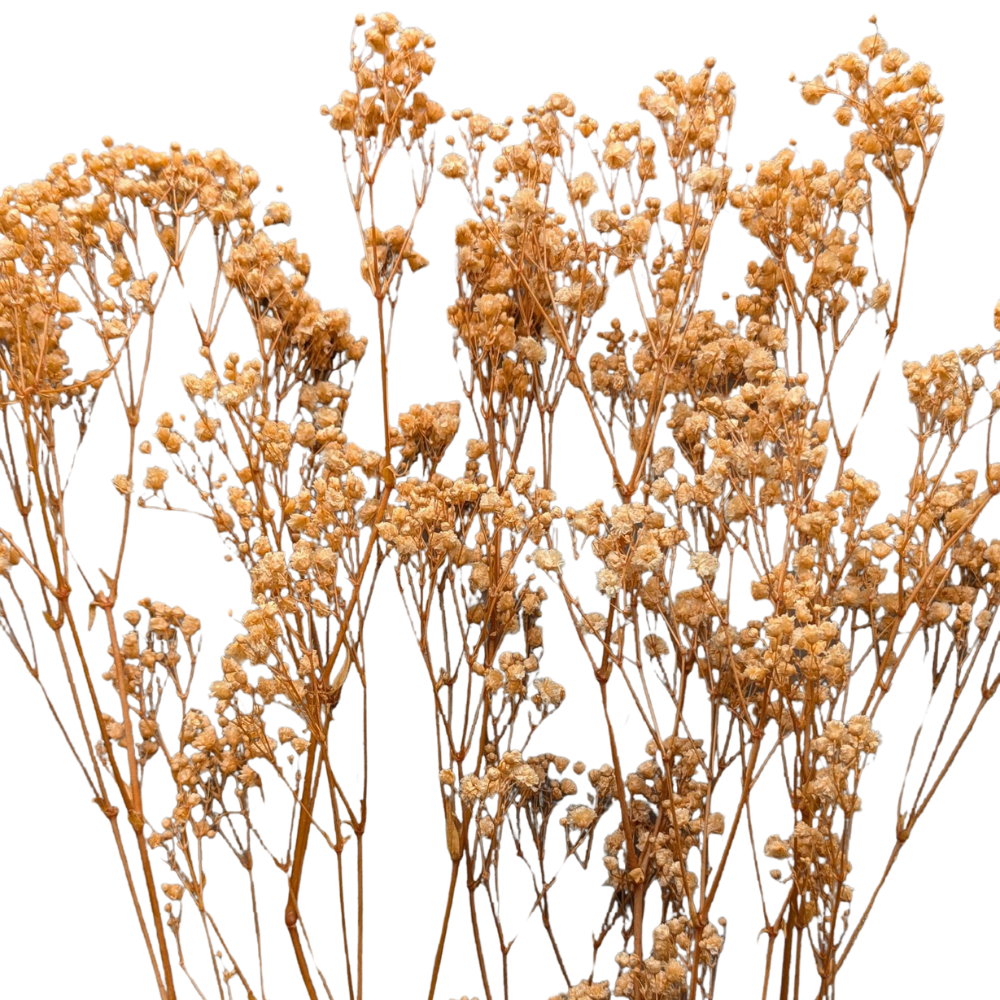 Preserved Gypsophila Xlence, 4 stems, 60cm, Peach