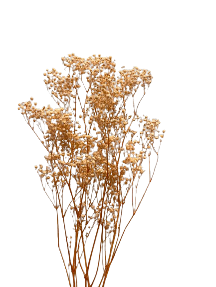 Preserved Gypsophila Xlence, 4 stems, 60cm, Peach