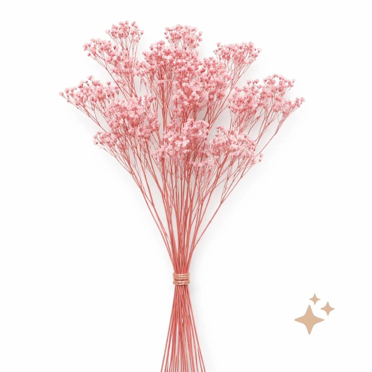 Preserved Gypsophila Xlence, 4 stems, 60cm, Pale Pink