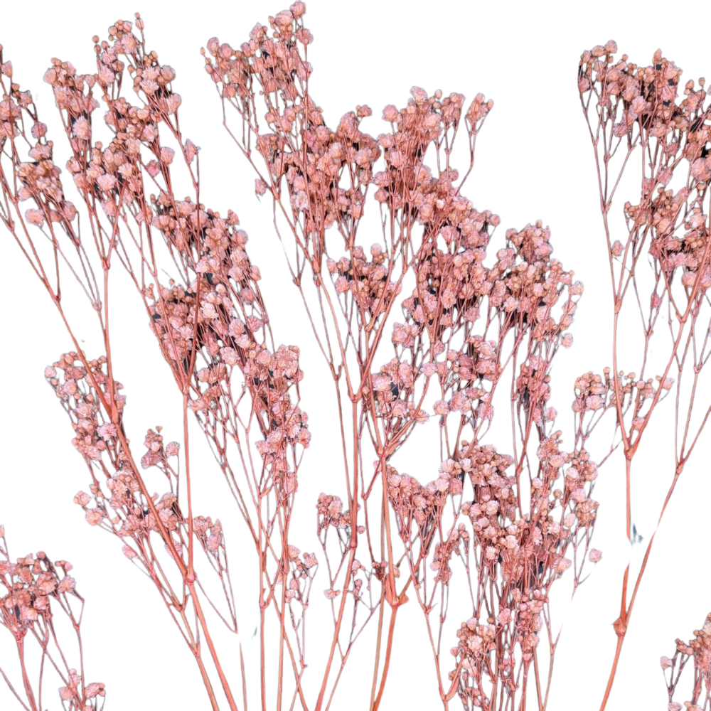 Preserved Gypsophila Xlence, 4 stems, 60cm, Pale Pink