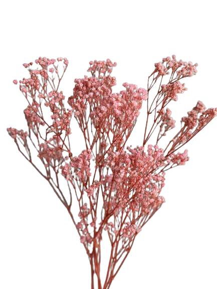 Preserved Gypsophila Xlence, 4 stems, 60cm, Pale Pink