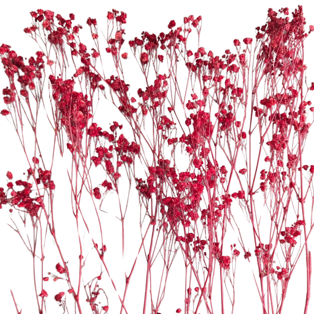 Preserved Gypsophila Xlence, 4 stems, 60cm, Red