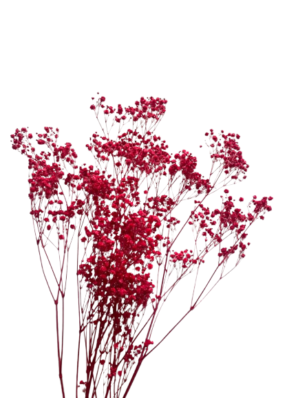 Preserved Gypsophila Xlence, 4 stems, 60cm, Red