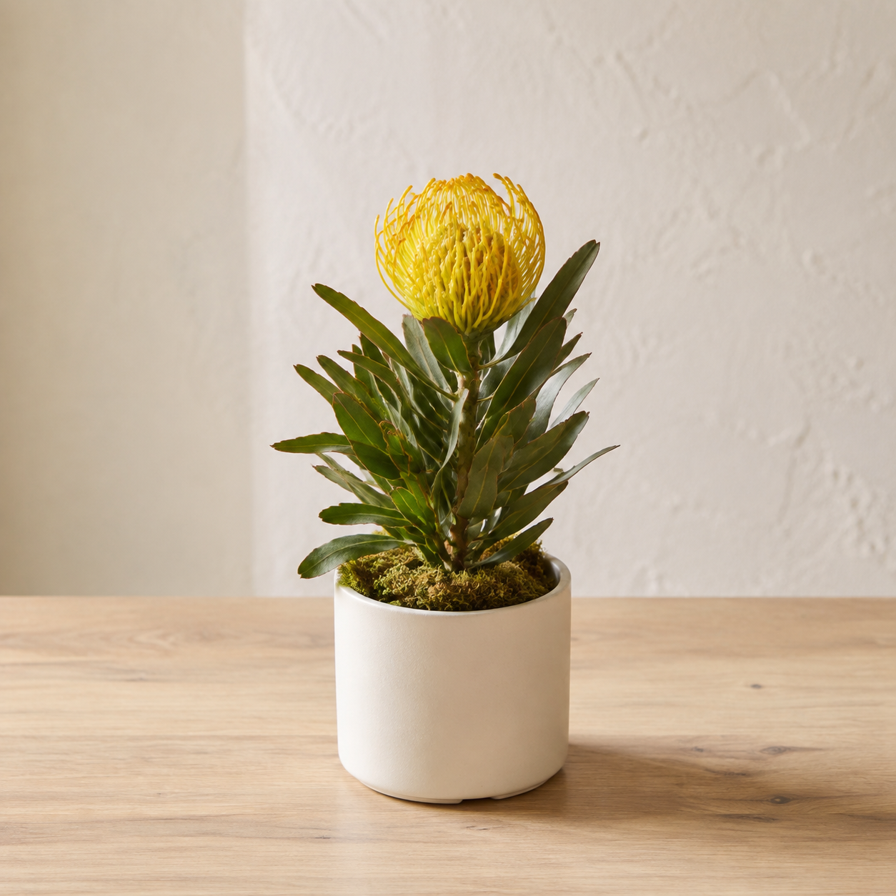 Little Golden Pincushion