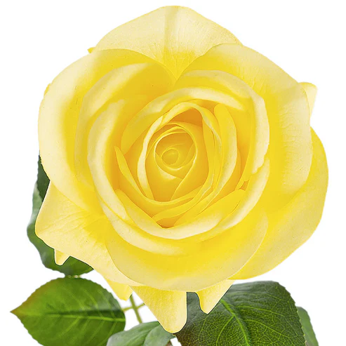 Bella Rose Real Touch Full Bloom Lge Yellow (12cmDx65cmH)