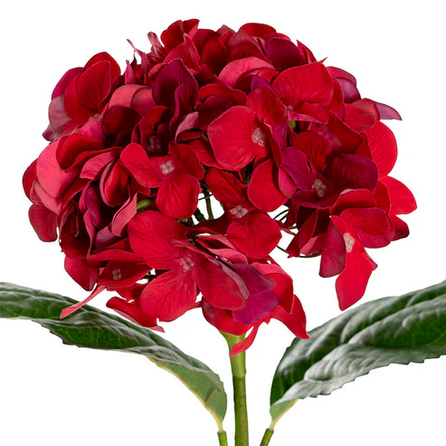 Annabelle Hydrangea Stem Dark Red (19cmDx55cmH)