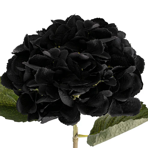 Claire Hydrangea Short Stem Black (52cmH)