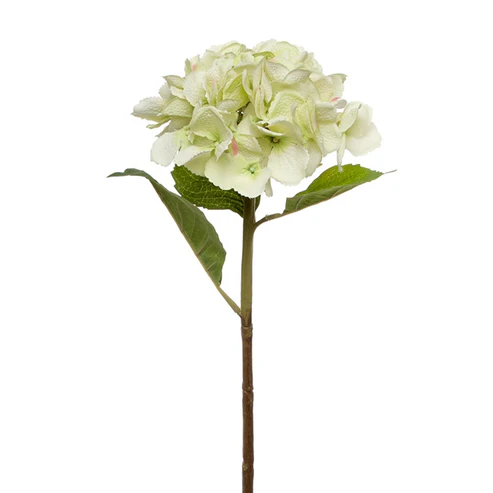 Claire Hydrangea Short Stem Green (52cmH)