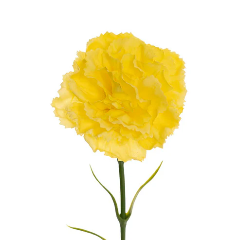 Real Touch Ruffle Carnation Stem Bright Yellow (9cmDx52cmH)