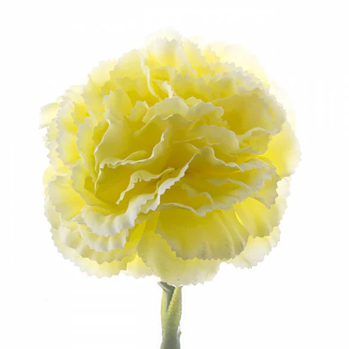 Carnation Ruffle Stem Yellow (9cmDx42cmH)