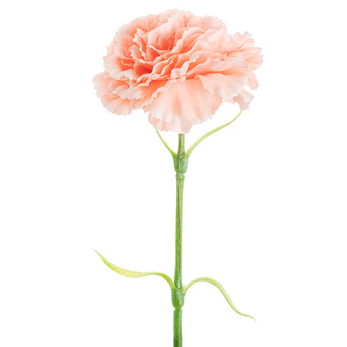 Carnation Ruffle Stem Soft Peach (9cmDx42cmH)