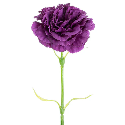 Carnation Ruffle Stem Dark Purple (9cmDx42cmH)