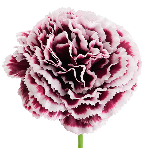 Carnation Ruffle Stem Cream Wine (9cmDx42cmH)