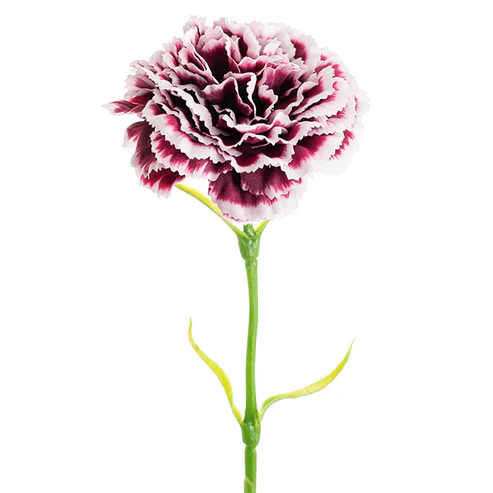 Carnation Ruffle Stem Cream Wine (9cmDx42cmH)