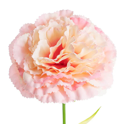Carnation Ruffle Stem Cream Pink (9cmDx42cmH)