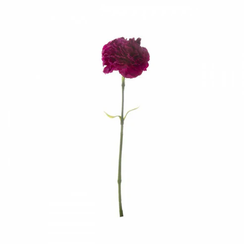 Carnation Ruffle Stem Burgundy (9cmDx42cmH)