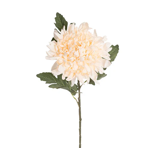 Chrysanthemum Stem Champagne (21cmDx65cmH)