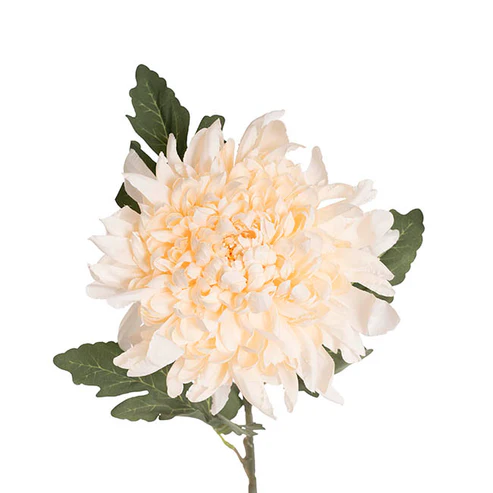 Chrysanthemum Stem Champagne (21cmDx65cmH)