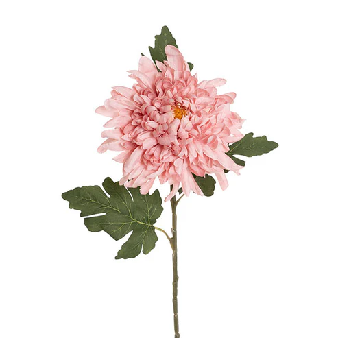 Giant Chrysanthemum Stem Dusty Pink (21cmDx65cmH)