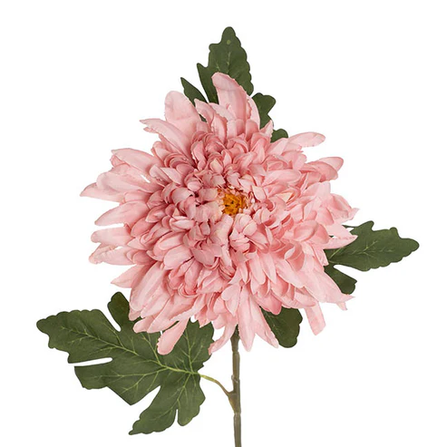 Giant Chrysanthemum Stem Dusty Pink (21cmDx65cmH)