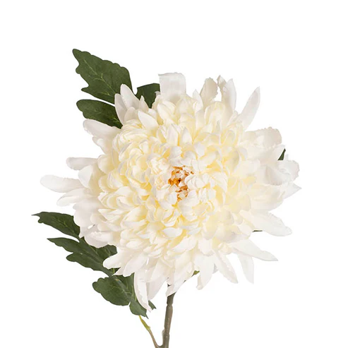 Giant Chrysanthemum Stem Off White (21cmDx65cmH)