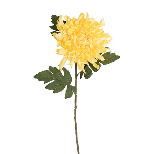Chrysanthemum Stem Yellow (21cmDx65cmH)