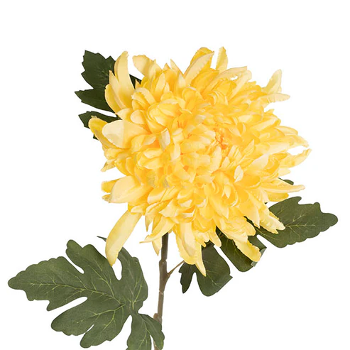 Chrysanthemum Stem Yellow (21cmDx65cmH)