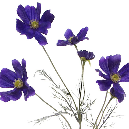Cosmos Spray Cobalt Blue (62cmH)
