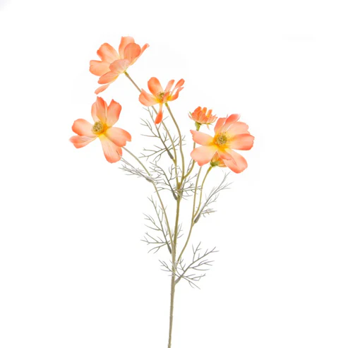 Cosmos Spray Coral (62cmH)