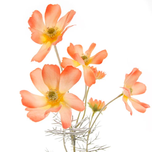 Cosmos Spray Coral (62cmH)