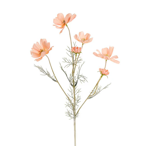 Cosmos Spray Peach (62cmH)