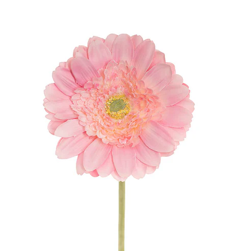 Gerbera Revolution Stem Soft Pink (13cmDx65cmH)