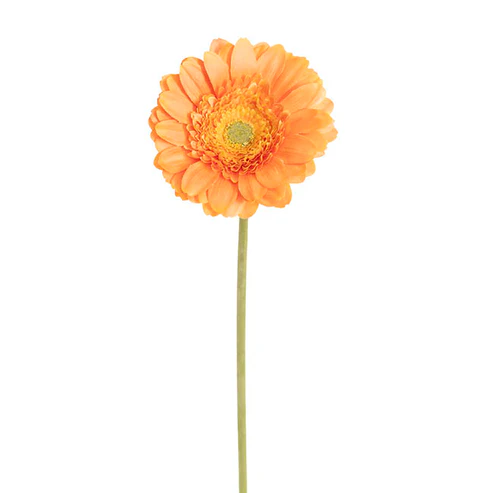 Gerbera Revolution Stem Apricot (13cmDx65cmH)