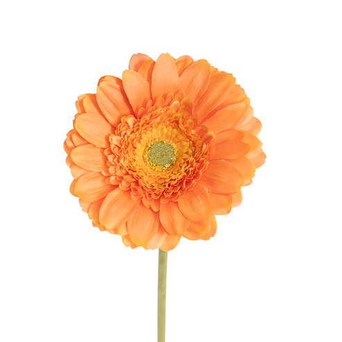 Gerbera Revolution Stem Apricot (13cmDx65cmH)