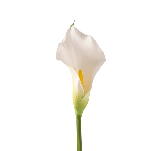 Calla Lily Real Touch White (8cmWx61cmH)