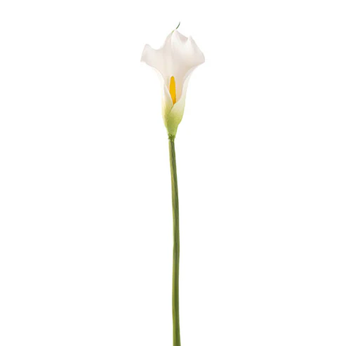 Calla Lily Open Bloom Stem Real Touch White (70cmST)