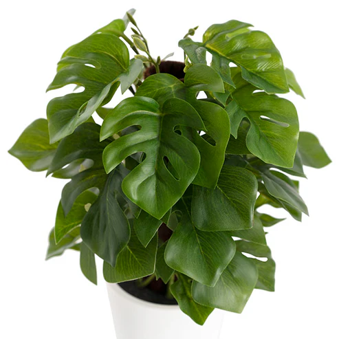 Artificial Monstera Potted Plant Green (25cmH)