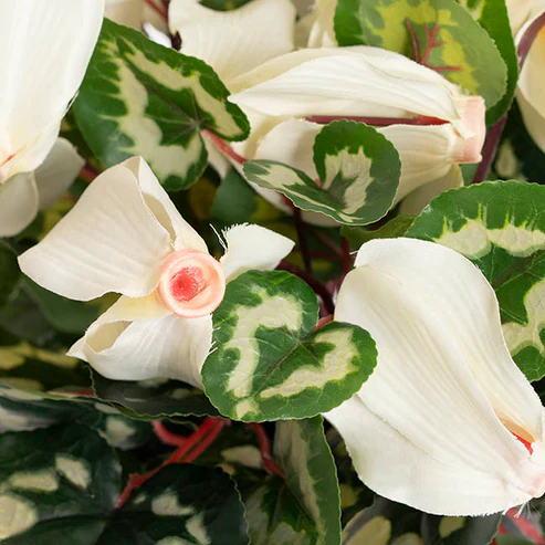 Faux Cyclamen Potted Cream (34cmH)