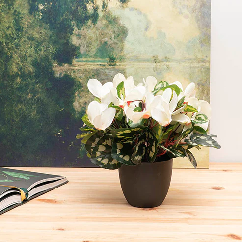 Faux Cyclamen Potted Cream (34cmH)