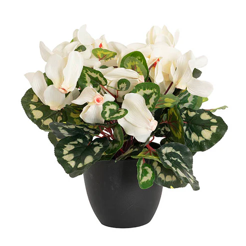 Faux Cyclamen Potted Cream (34cmH)