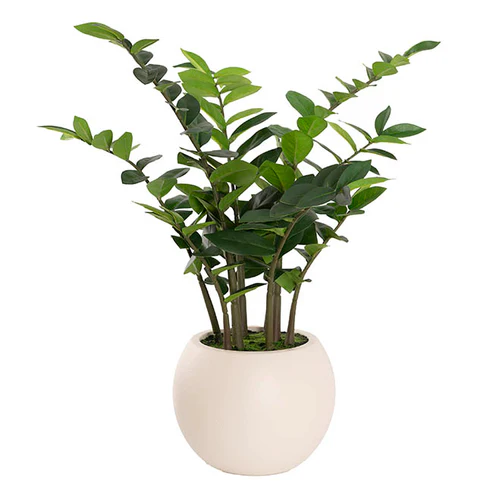 Faux Zamiifolia Potted Plant Real Touch Green (75cmH)