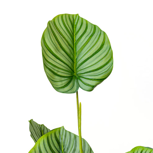 Real Touch Arrowroot Potted Plant Green (170cmH)