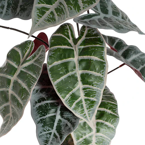 Real Touch Faux Alocasia Plant in White Pot Green (53cmH)