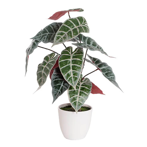 Real Touch Faux Alocasia Plant in White Pot Green (53cmH)