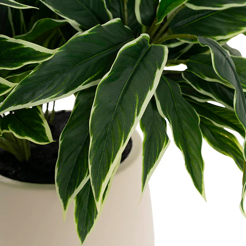 Real Touch Faux Dieffenbachia Plant Potted Green (60cmH)
