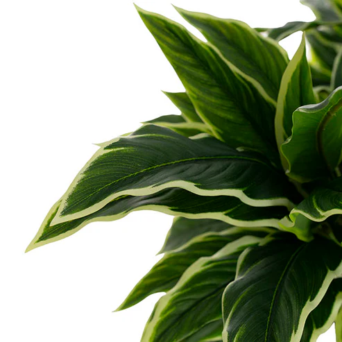 Real Touch Faux Dieffenbachia Plant Potted Green (60cmH)