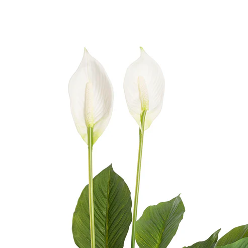 Spathiphyllum Potted Faux Plant Real Touch (76cmH)