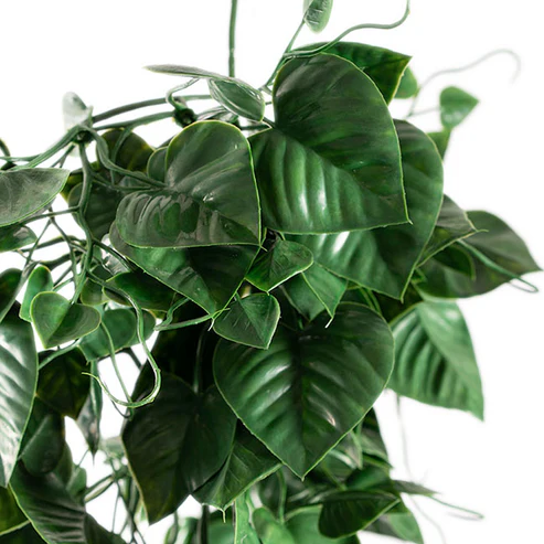 UV Treated Hanging Plant Heart Leaf Green (50cmH)